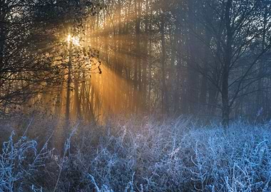 Beautiful Morning With Fro