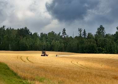 Road And Cereal Field Agai