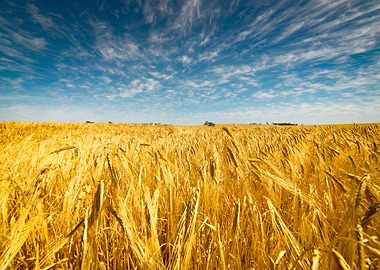 Field Of Golden Wheat Unde