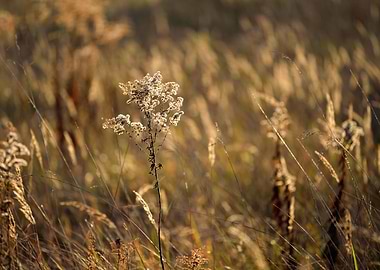 Grass CloseUp During The S