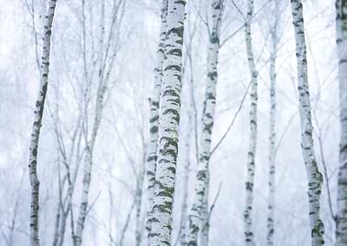 Frosty Birch Forest