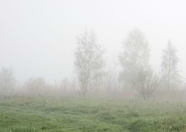 Rural Landscape In Fog