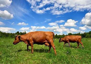 Two Cows At The Green Fiel