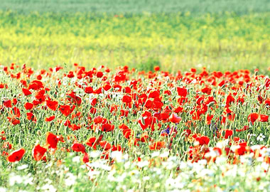 A Poppy Field In Latvia