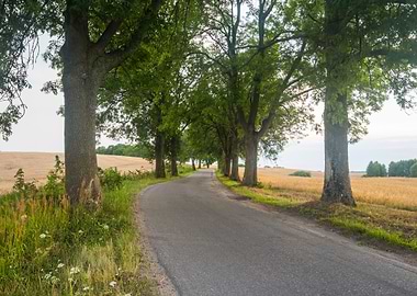 Asphalt Road Near Fields