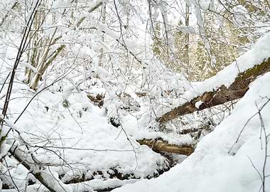 Snow Covered Forest
