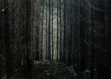 Autumn Forest In The Nethe