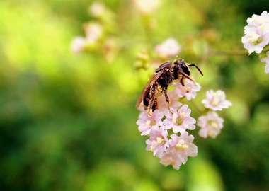 Tiny Bee 2