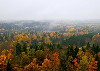 Forest Hills Covered With