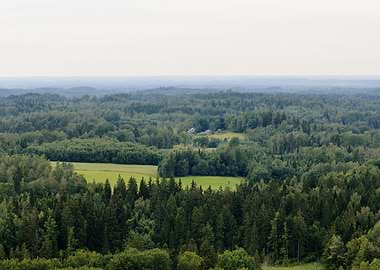 Forest Hills Covered With