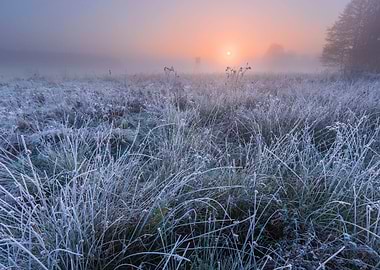 Beautiful Morning With Fro