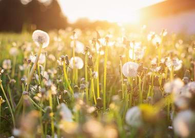 Green Summer Meadow With D
