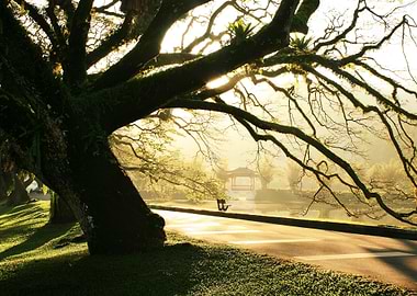 Morning Taiping Lake Garde