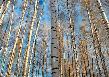 Birch Trees Background