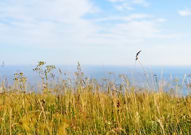 Grass At The Coast In Pald