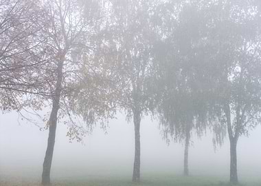 Trees In Fog
