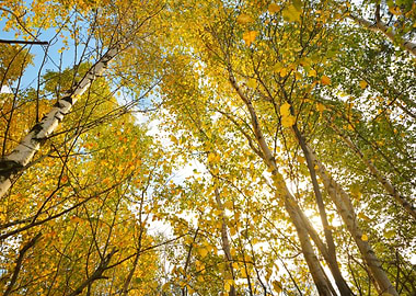 Autumn Landscape Birch Tre