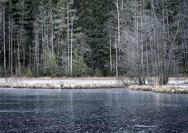 Iced Forest Lake