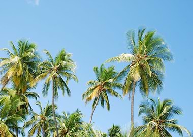 Coconut Palm Trees