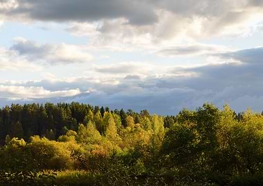 Forest Scene In Fall