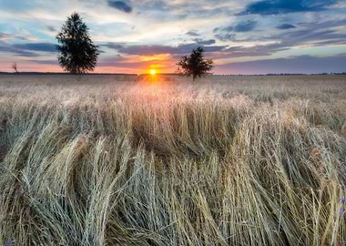 Sunset Over Cereal Field I