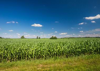 Young Cereal Field