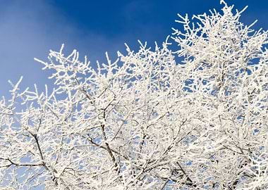 HoarFrost On Trees In Wint