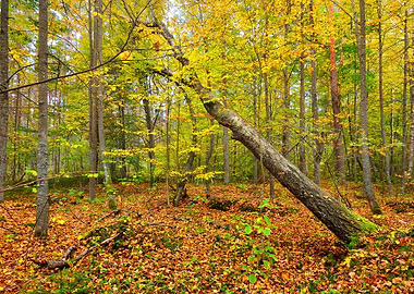 Autumn Forest Landscape