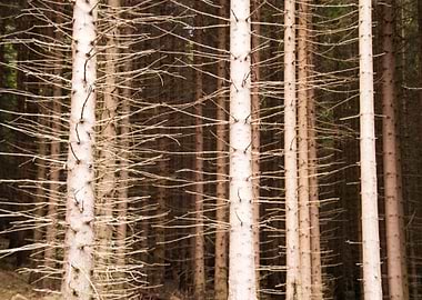 In The Harz Mountains