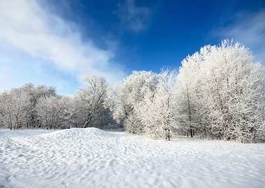 HoarFrost On Trees In Wint
