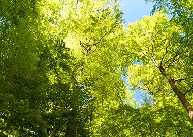 Beech Trees In The Eifel
