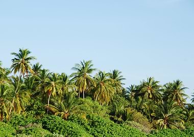 Coconut Palm Trees