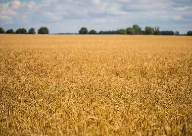Corn Field Landscape