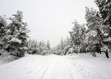 Winter Scene Road And Fore