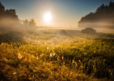 Morning On Foggy Meadow La