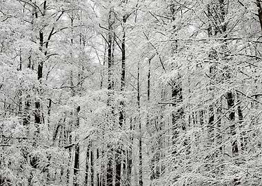 Winter Scene With HoarFros