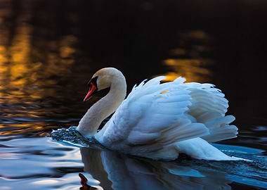 Swan On Sunset Lake