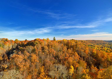 Colorful Forest Hills In F