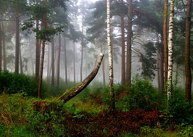 A North Forest In Fog Latv