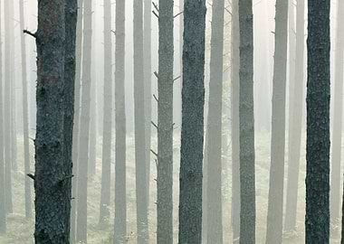 Strong Beautiful Fog In Th