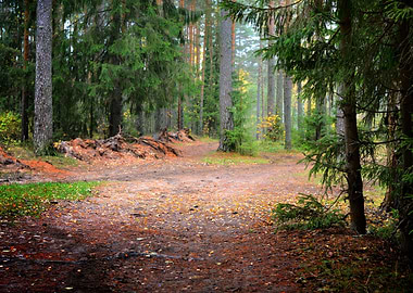 Dark Pine Forest Scene
