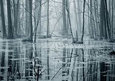 Swamp In Fog At The Sunris