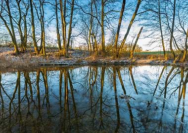 Winter River In Forest