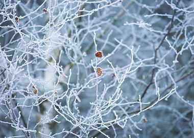 Frosted Tree Branches