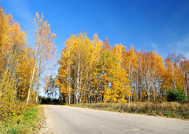 Country Road In Fall Seaso