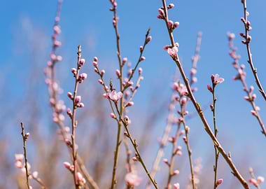 Blooming Tree Branches Wit