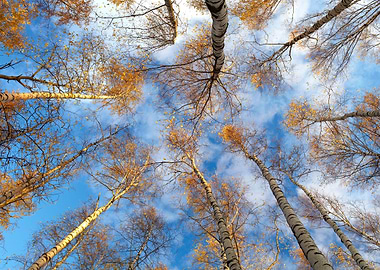 Birch Trees Low Angle