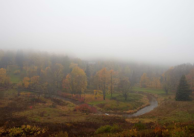 The Fog Is Coming On Fores