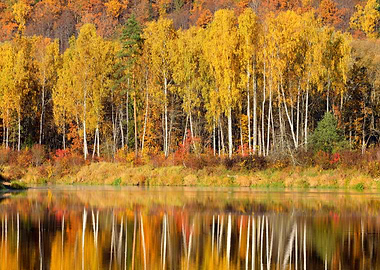 Autumn River Gauja In Sigu