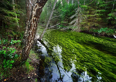 Forest Spring At The Begin
